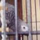Magnifique perroquet gris du Gabon EAM